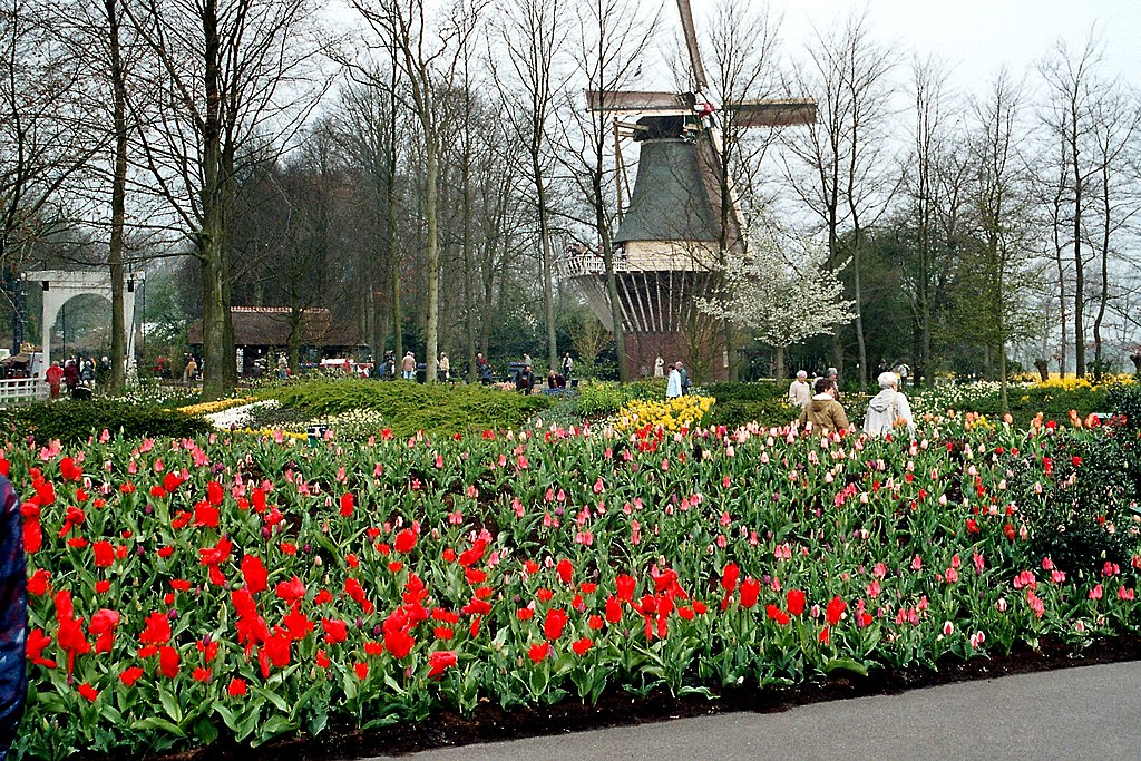 Holland Michigan Windmill Tulips